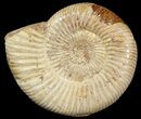 Perisphinctes Ammonite - Jurassic #46896-1